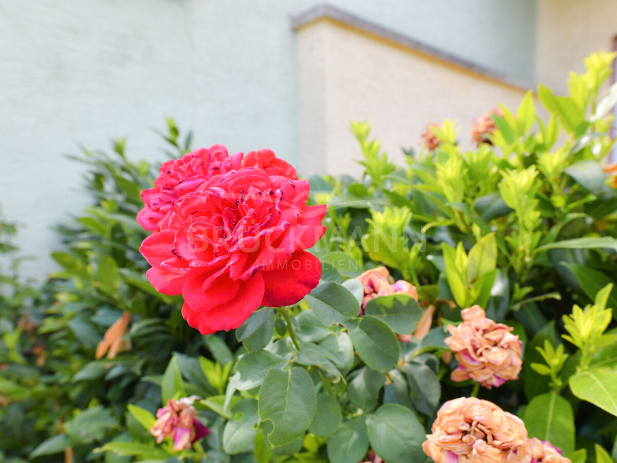 Rosen im Garten