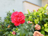 Rosen im Garten