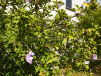 blühender Hibiskus