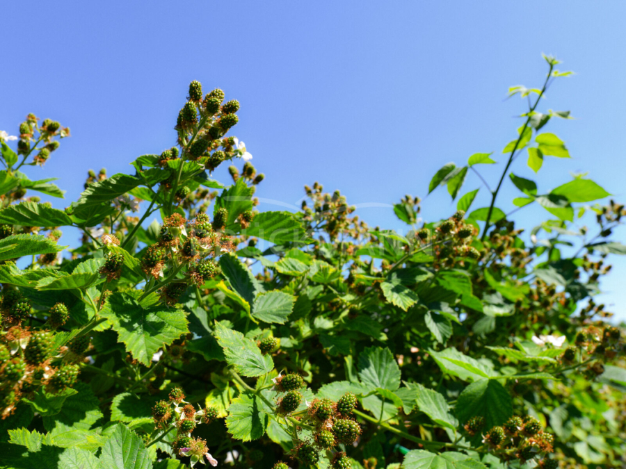 eigene Brombeeren